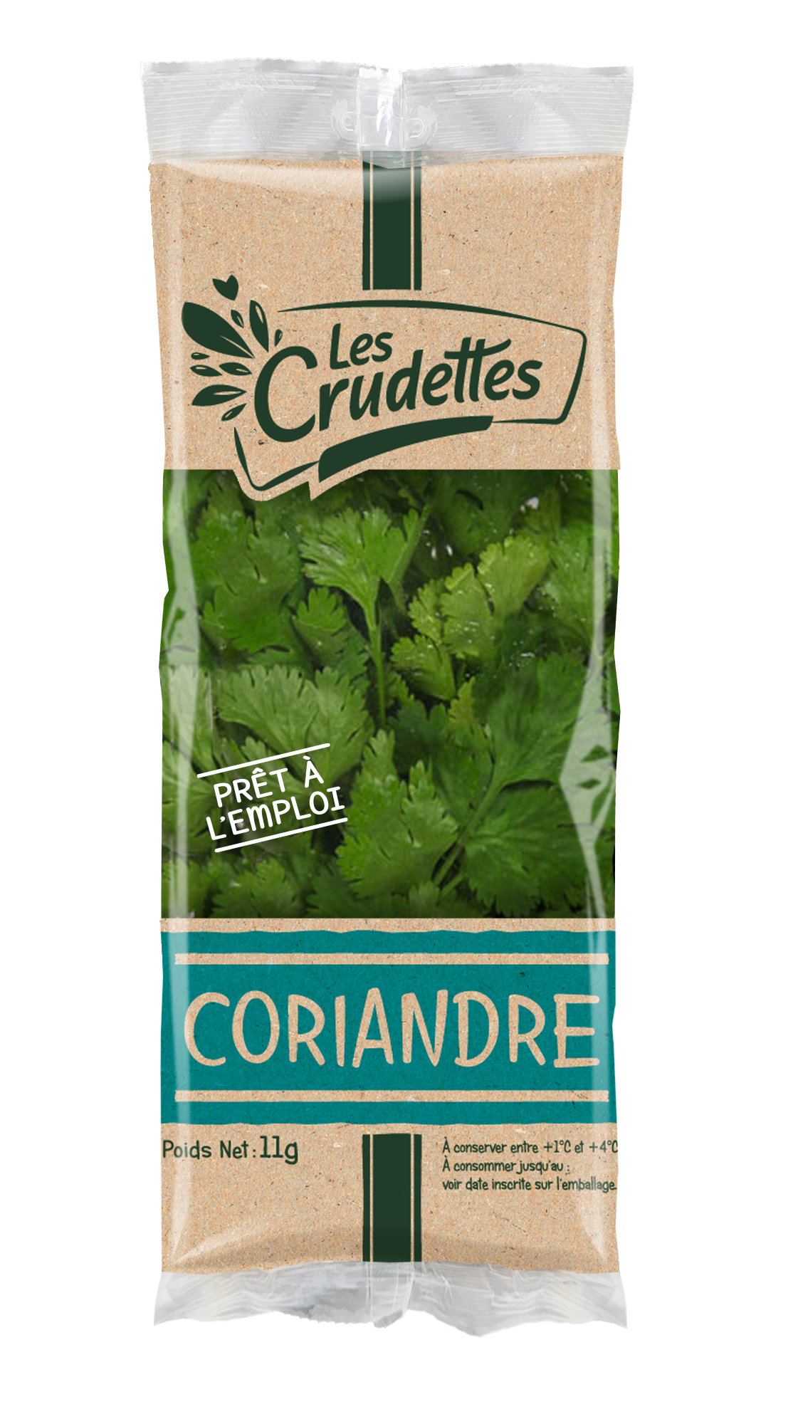 Coriandre